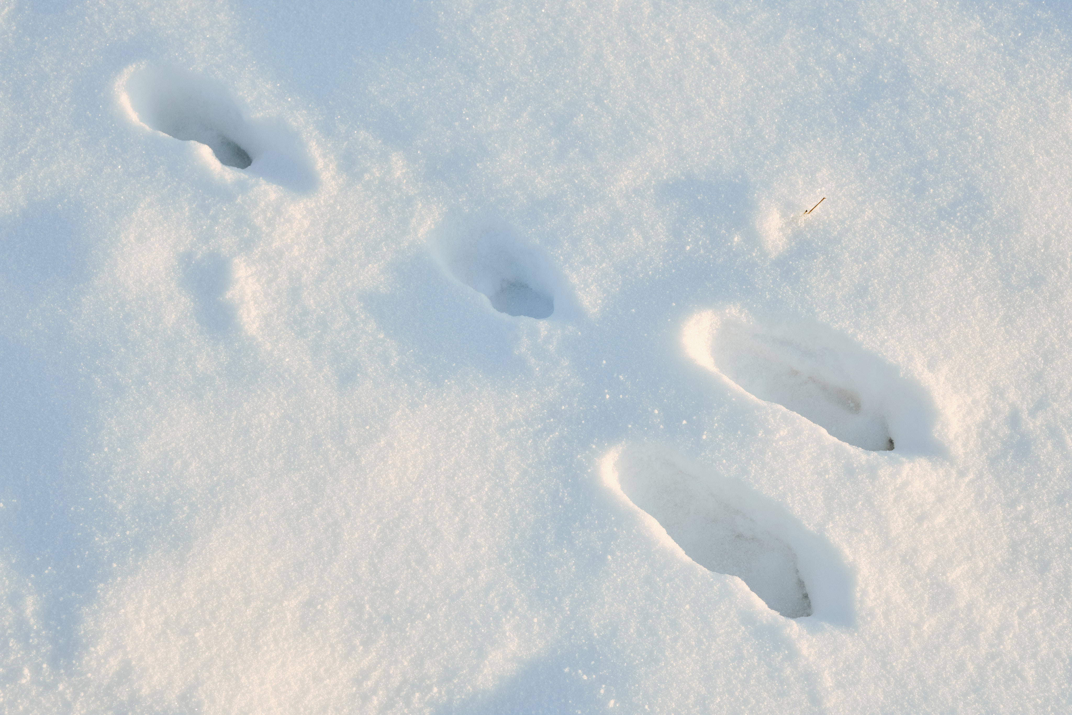 Rabbit footprints in snow.
