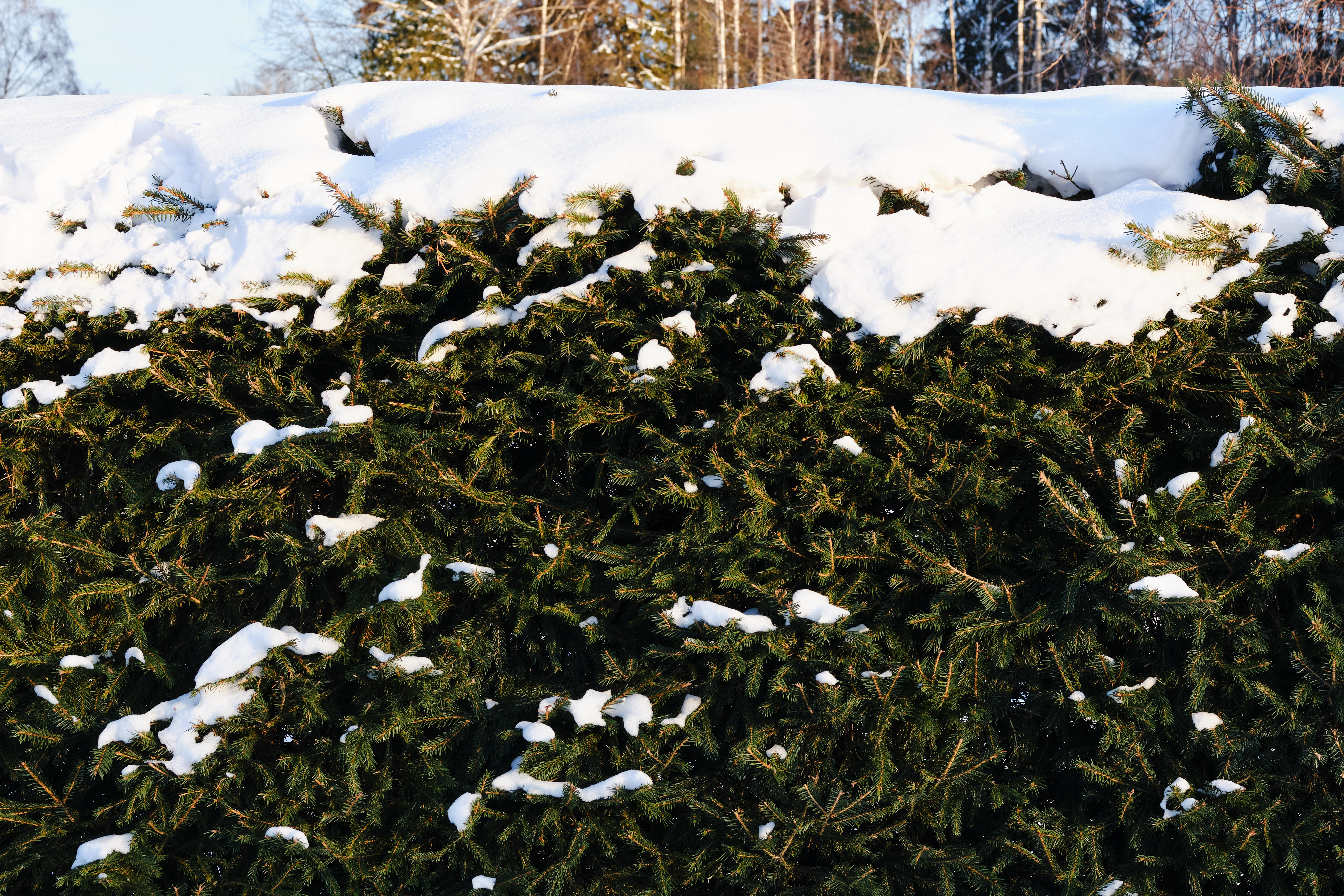 A snowy spruce hedge.