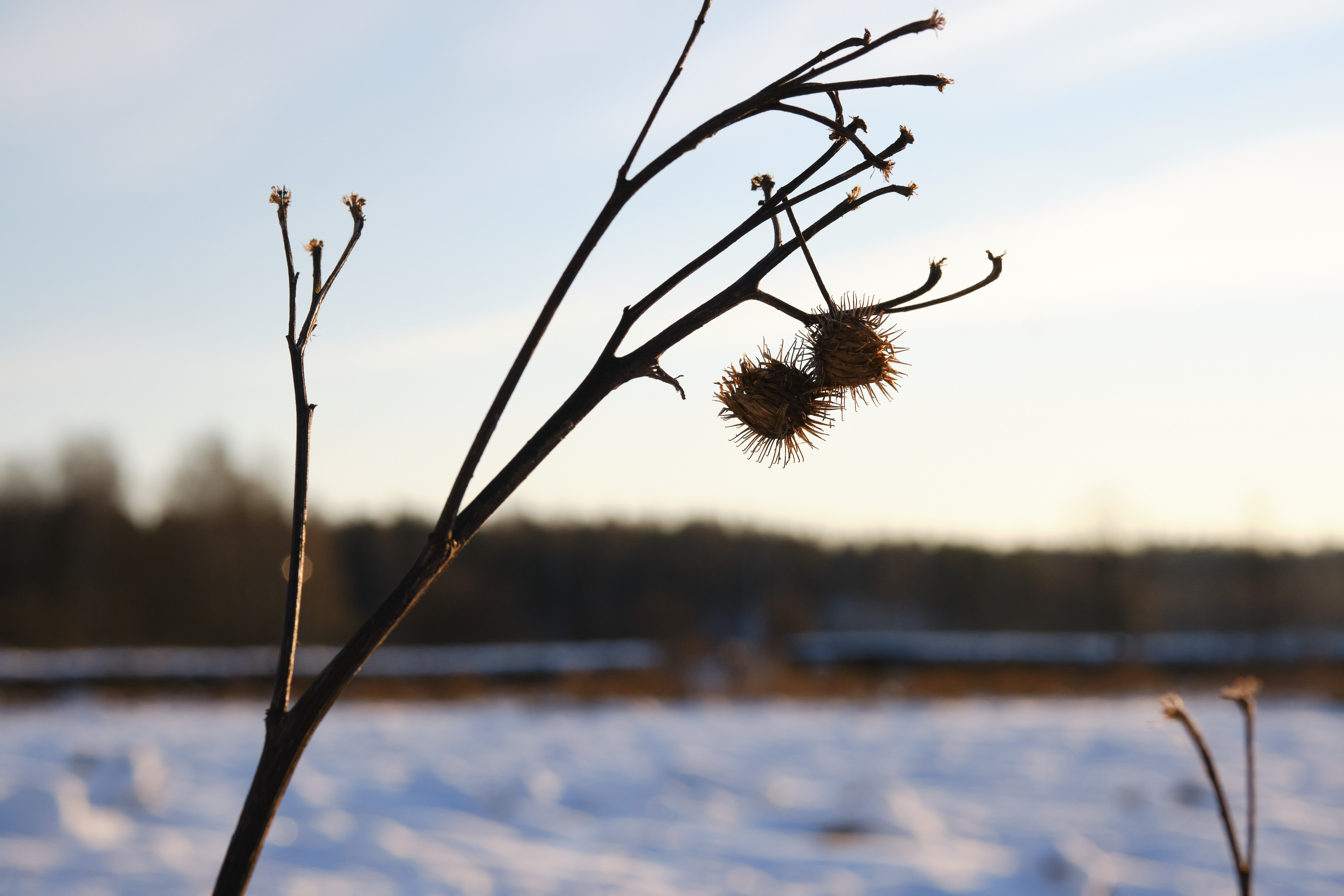 A close up of a dried plant and seeds, with a snowy background.