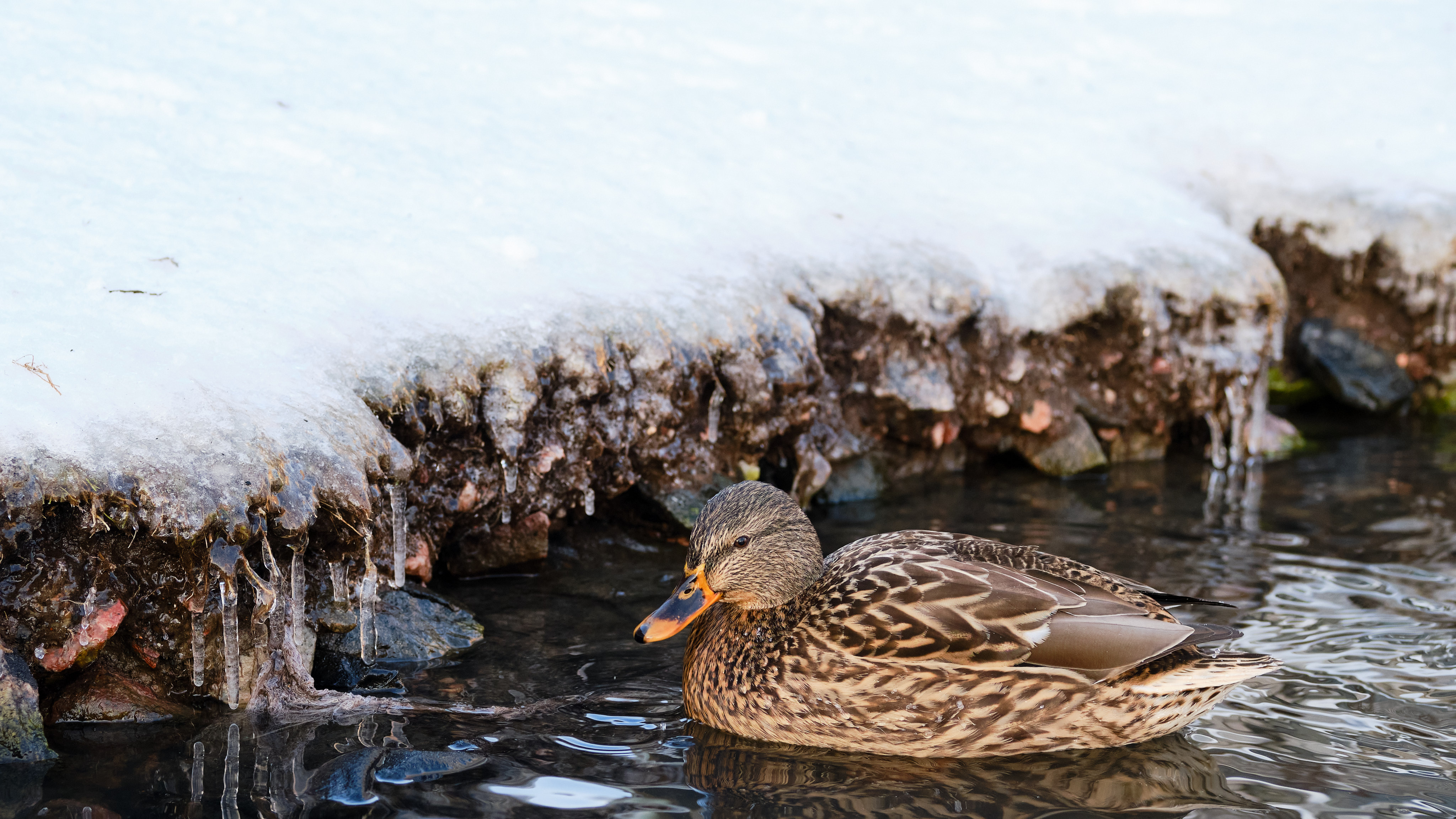 A female mallard in a pond, looking at the camera.