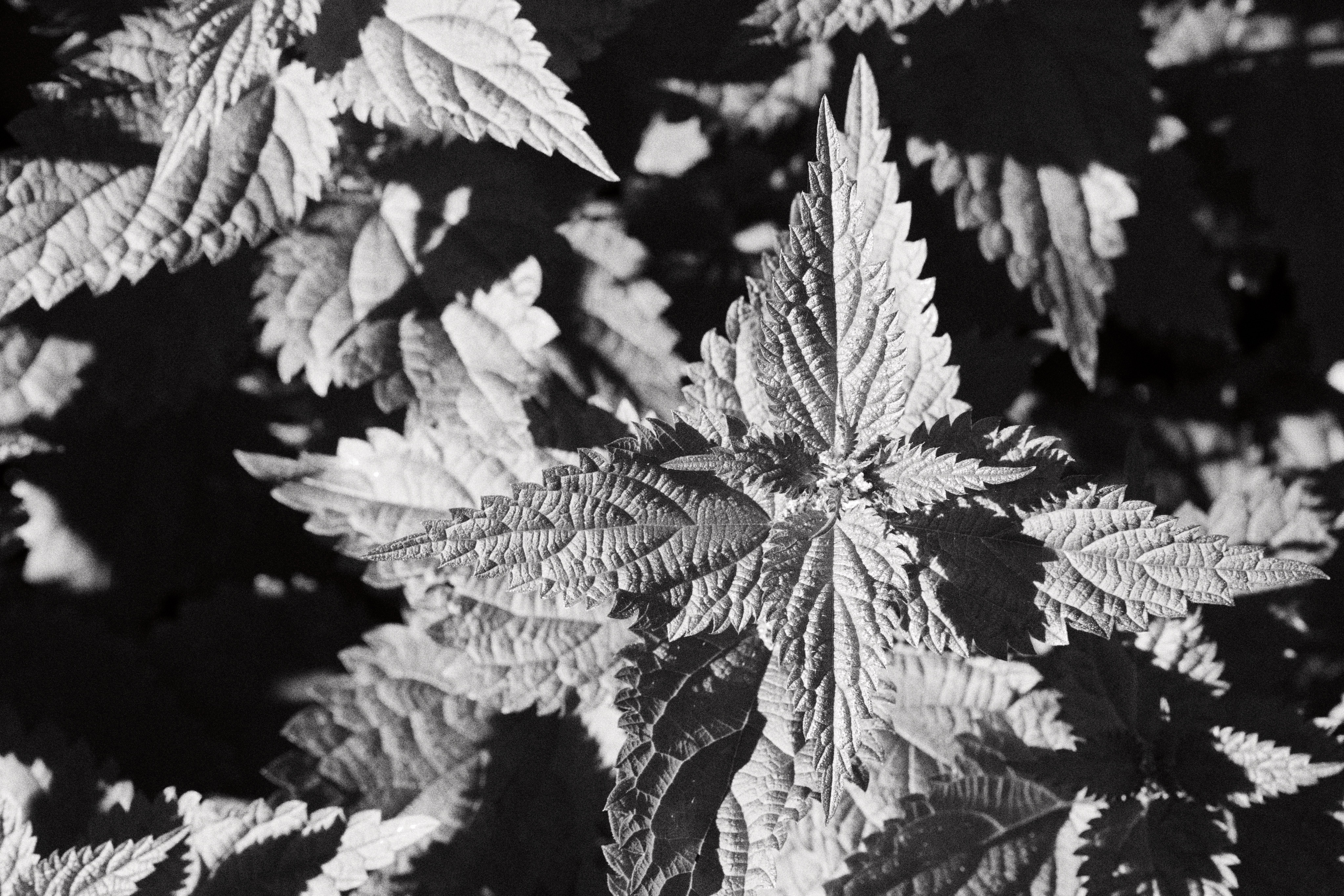 black and white photo of stinging nettle, lots of pretty lights and shadows making shapes. more of a texture photo than for the subject itself