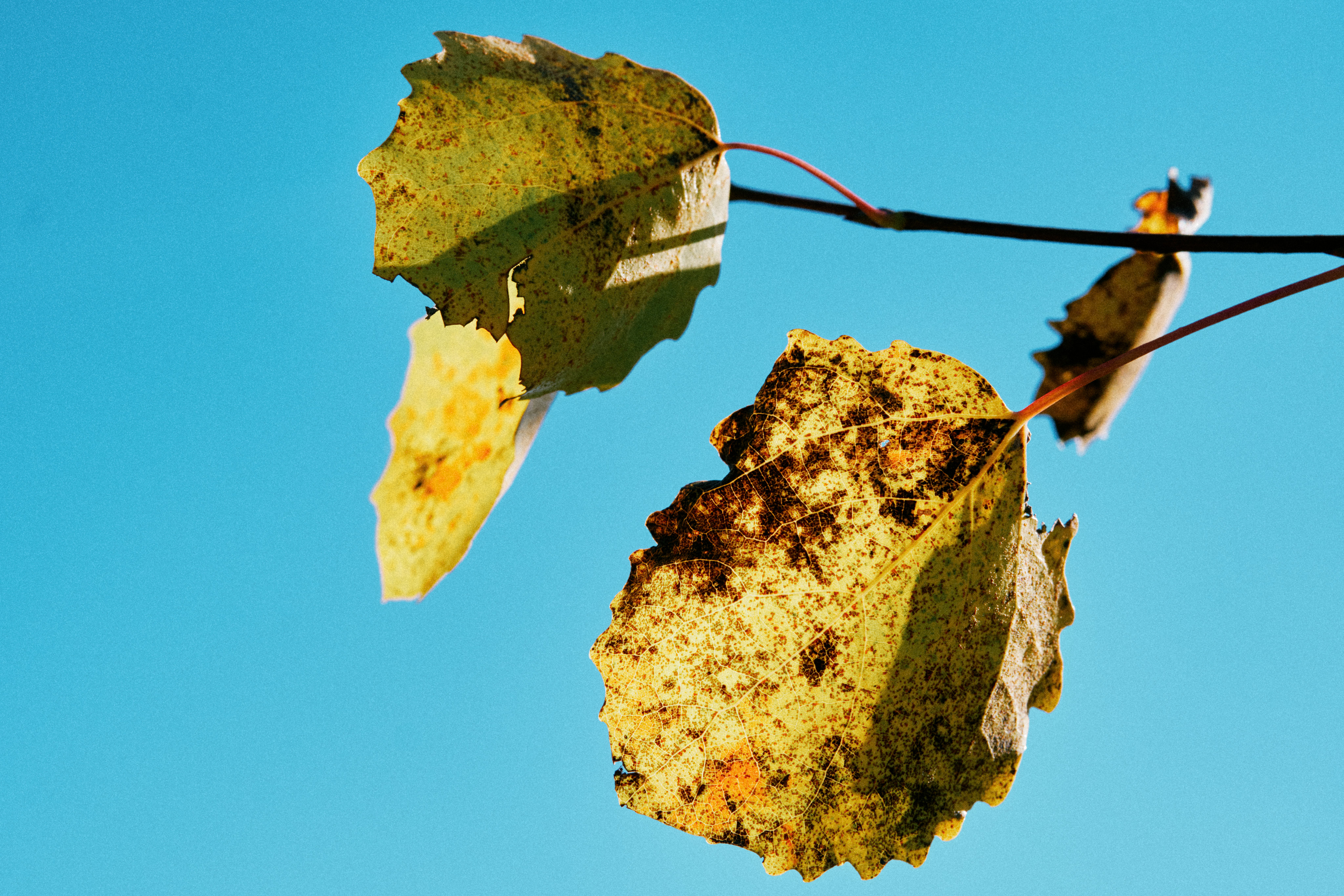 bright blue sky and a couple of crunchy, yellowing, browning leaves at the tip of a branch
